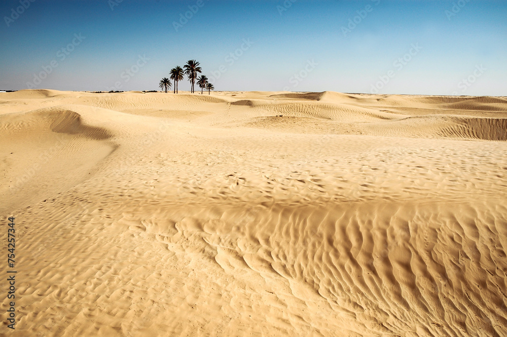 Douz : La Porte d'Or du Sahara